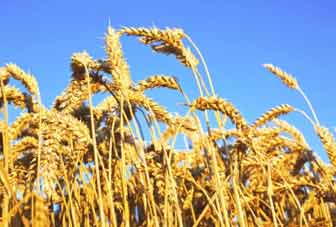 the quandary of bread basket of india punjab business fmcg resume samples